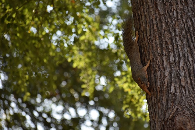 研人员的发 研人员的发
