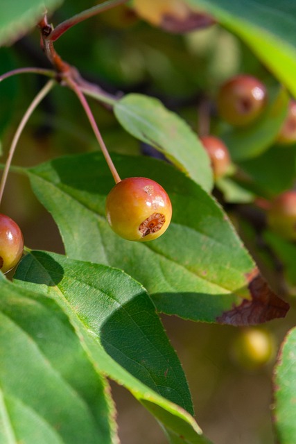 梅西渴望荣 梅西渴望荣