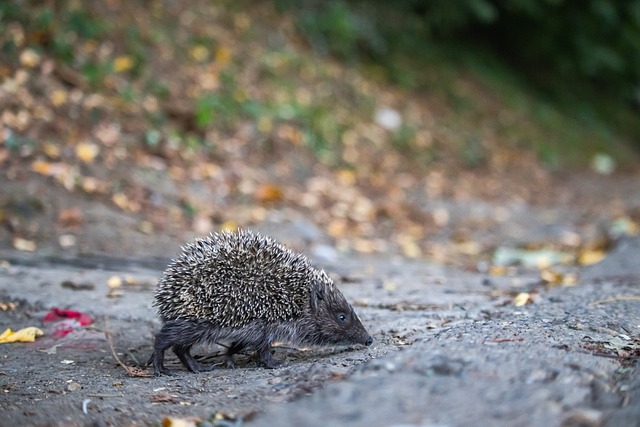 库里以不可 库里以不可